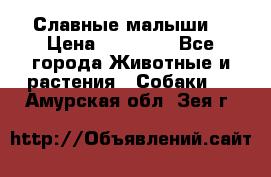 Славные малыши! › Цена ­ 10 000 - Все города Животные и растения » Собаки   . Амурская обл.,Зея г.